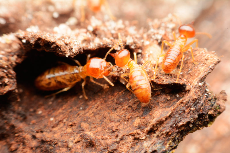 Existen Plagas De Termitas En Invierno Ecoplagues