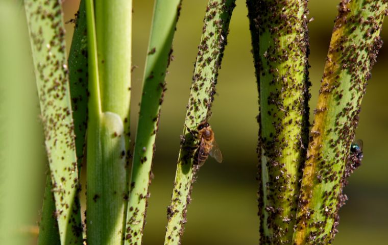 Principales Plagas Que Atacan A Los Cultivos Ecoplagues