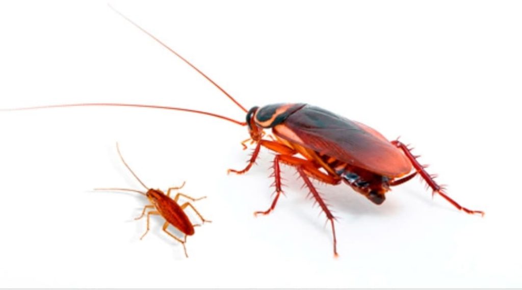 Cucaracha alemanas y americanas