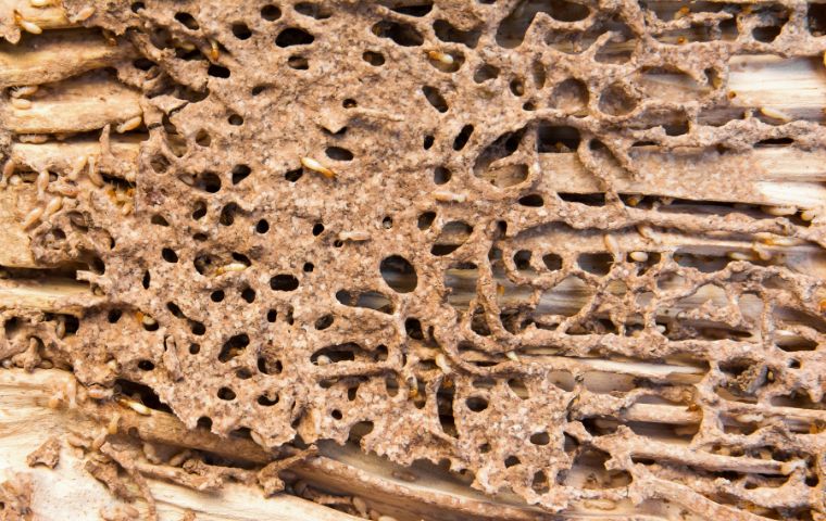 Como son las termitas de la madera